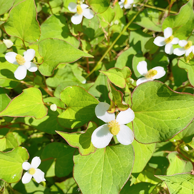 花盛りのドクダミパウダー ＜100%天然薬草パウダー＞